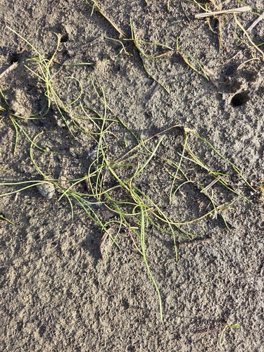 Triglochin striata, photograph 2