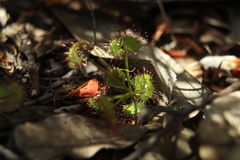 Drosera monticola