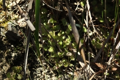 Drosera monticola