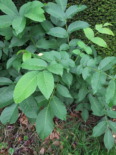 Juglans regia, photograph 5