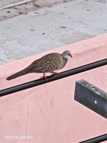 Spotted Dove
