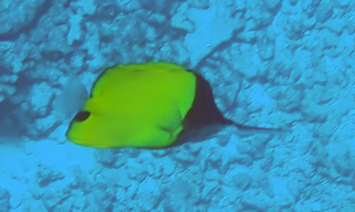 Forcipiger longirostris observed 2026-09-21