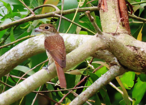 Tiger Shrike