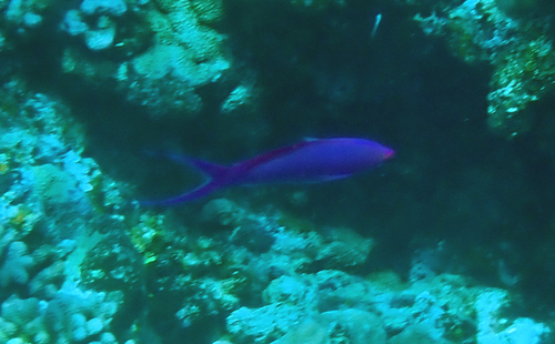 Pseudanthias pascalus observed 2026-09-21