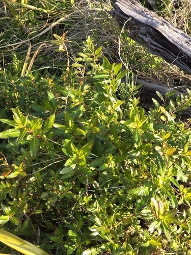 Haloragis erecta, photograph 3