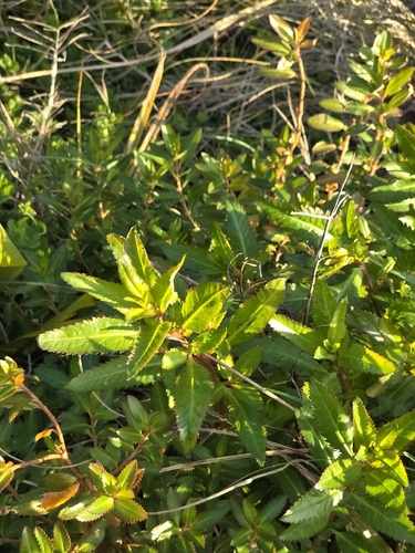 Haloragis erecta, photograph 4