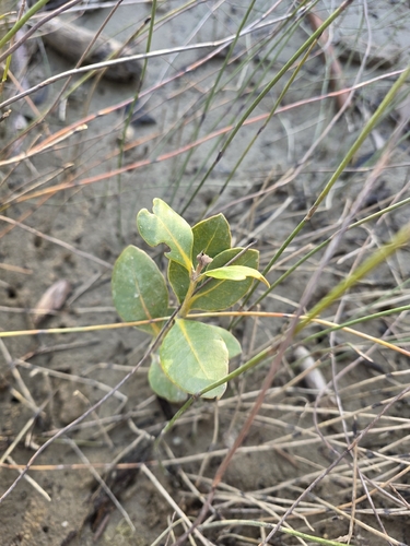 Avicennia marina, photograph 5