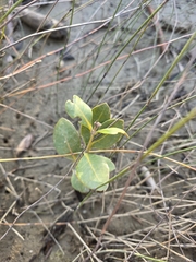 Avicennia marina, photograph author not stated, no rights reserved