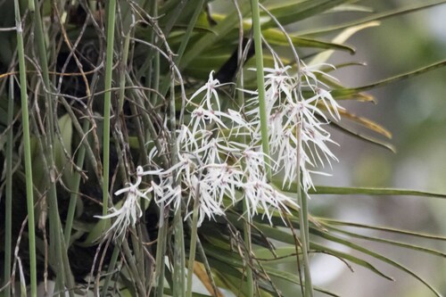 Dendrobium teretifolium