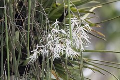 Dendrobium teretifolium