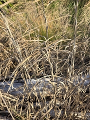Bolboschoenus caldwellii