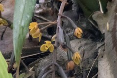 Cymbidium madidum