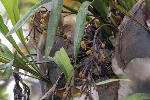 Cymbidium madidum, photograph 1