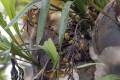 Cymbidium madidum, photograph (c) Andrew Allen, some rights reserved (CC BY)