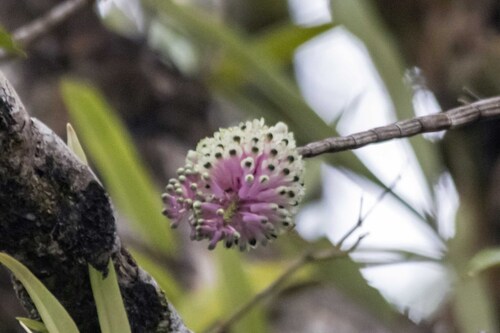 Dendrobium smillieae, photograph 1