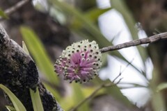 Dendrobium smillieae, photograph (c) Andrew Allen, some rights reserved (CC BY)