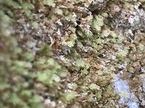 Luminous Moss