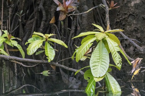 Barringtonia racemosa observed 2026-09-22