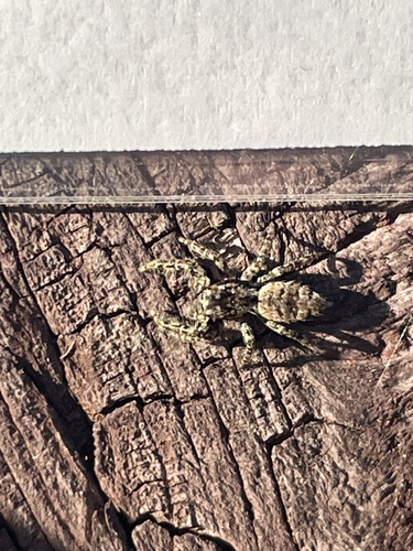Fencepost jumping spider