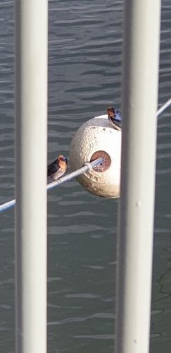 Welcome Swallow