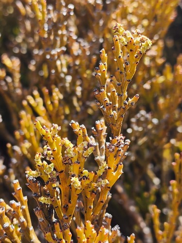 Exocarpos bidwillii observed 2026-09-20