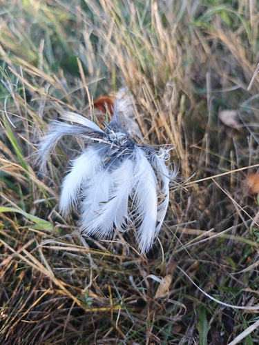 Plume de Pie bavarde