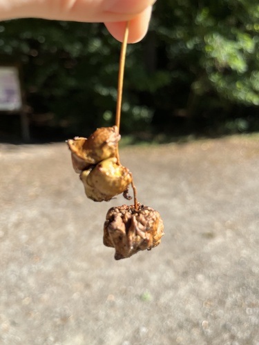 Knopper Gall Wasp