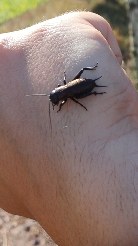 European Field Cricket