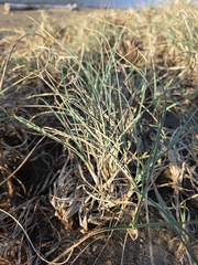 author not stated, no rights reserved Carex pumila, photograph author not stated, no rights reserved