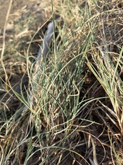 author not stated, no rights reserved Carex pumila, photograph author not stated, no rights reserved