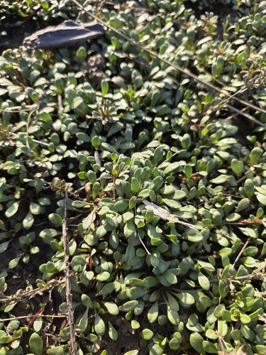 Samolus repens, photograph 5