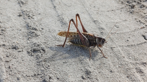 Wart-biter