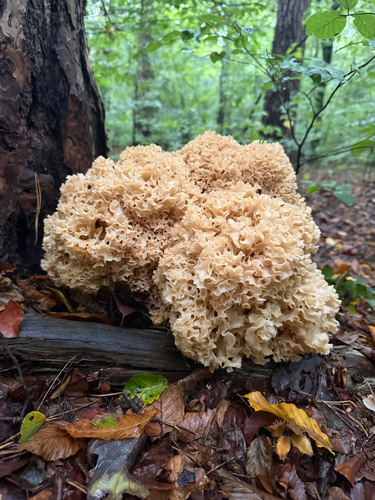 Cauliflower Fungus