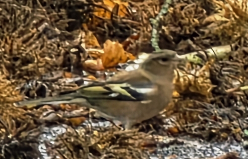 Common Chaffinch