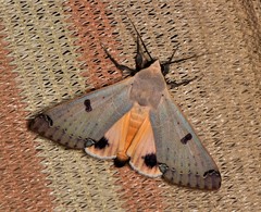 Ophiusa parcemacula
