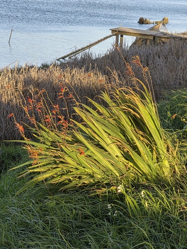 Crocosmia × crocosmiiflora, photograph 6