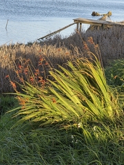 Crocosmia × crocosmiiflora, photograph author not stated, no rights reserved