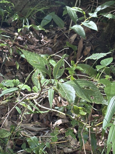 Helwingia japonica observed 2026-09-22