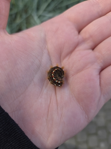 Knot Grass Moth