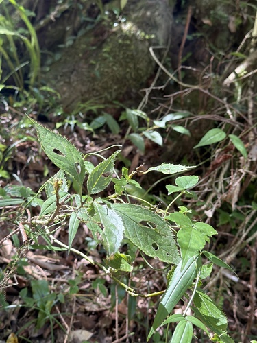 Helwingia japonica observed 2026-09-22