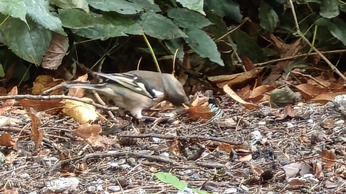 Eurasian Chaffinch