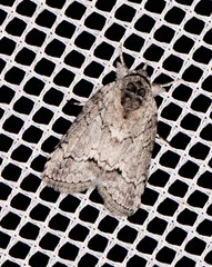 Nycteola polycyma