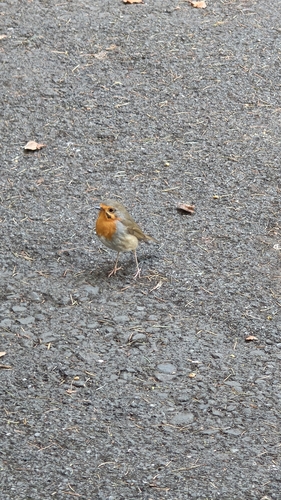 Eurasian Robin