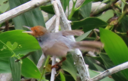 Ashy Tailorbird