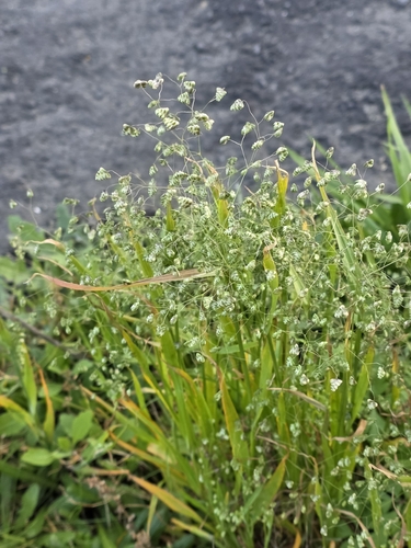 Briza minor, photograph 2