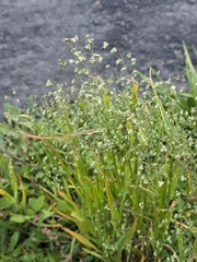 Briza minor, photograph author not stated, no rights reserved