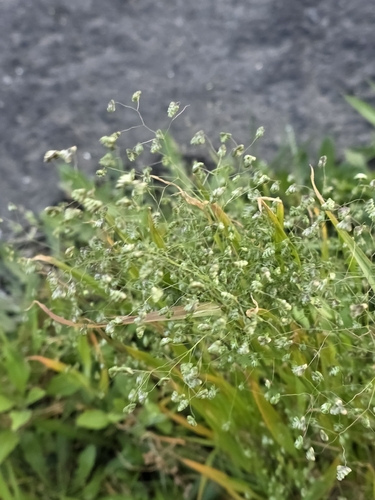 Briza minor, photograph 3