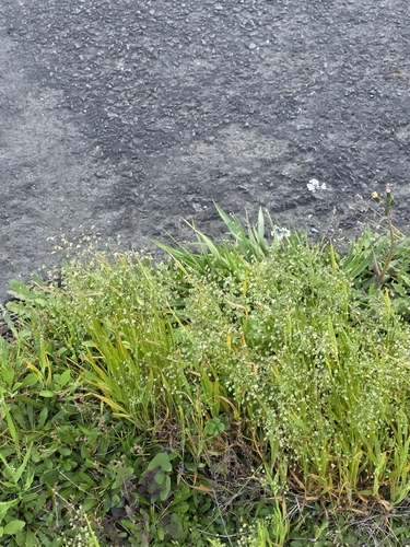 Briza minor, photograph 4