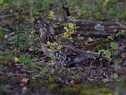 Ruffed Grouse