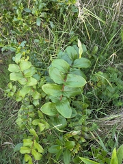 Coriaria arborea, photograph author not stated, no rights reserved